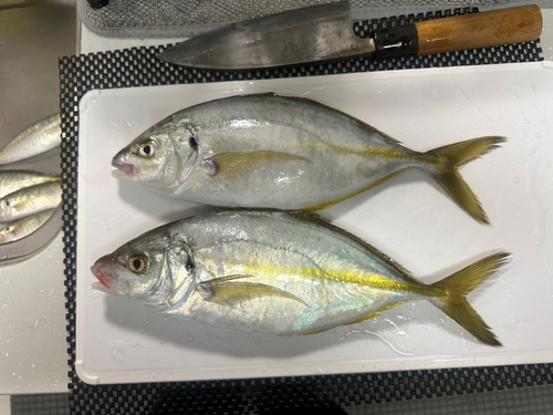 シマアジの釣果