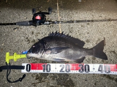 チヌの釣果