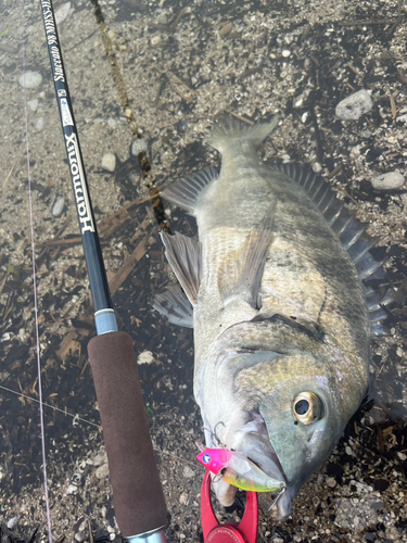 チヌの釣果