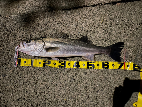 シーバスの釣果