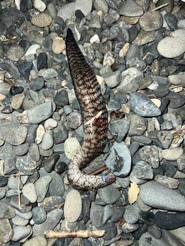 ウツボの釣果