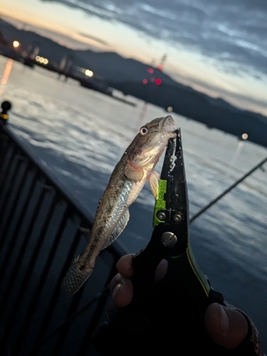 ハゼの釣果