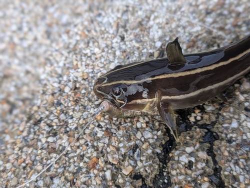 ゴンズイの釣果