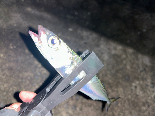 サバの釣果