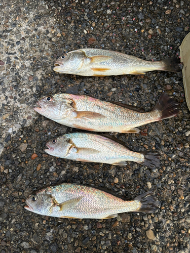 若洲海浜公園海釣り施設