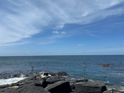 イシダイの釣果