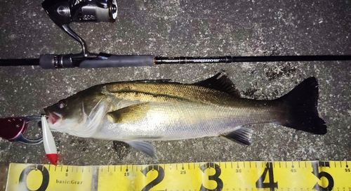 シーバスの釣果