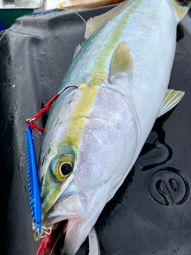 イナダの釣果