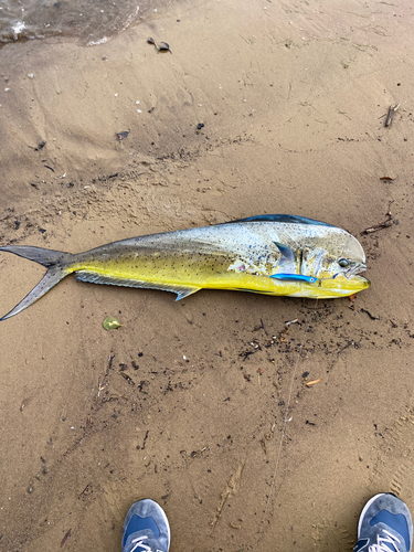 シイラの釣果