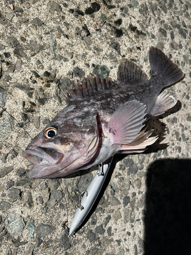 クロソイの釣果