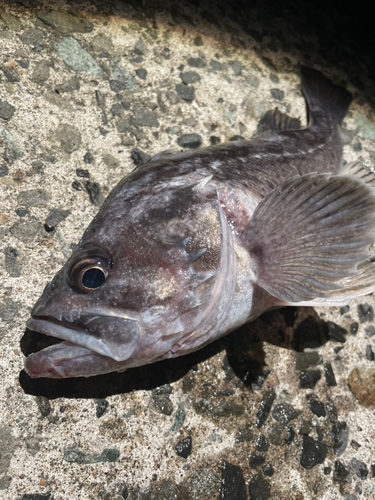 クロソイの釣果