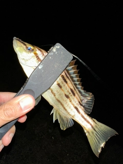 シマイサキの釣果