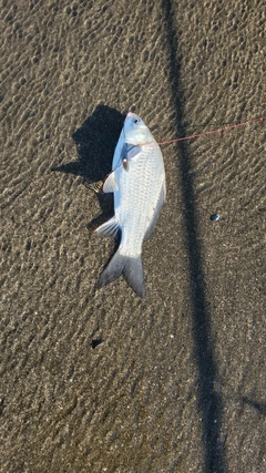 コイの釣果