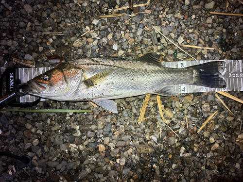 フッコ（マルスズキ）の釣果