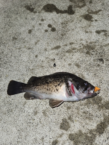 クロソイの釣果