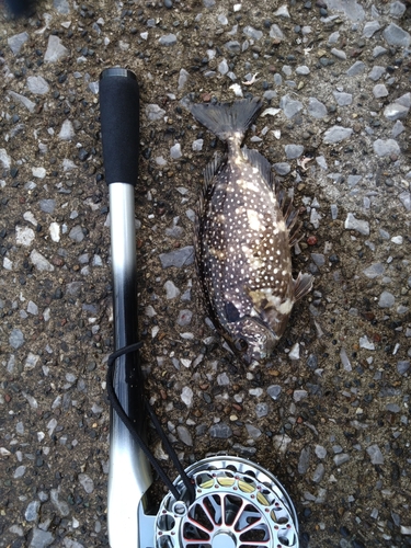 アイゴの釣果