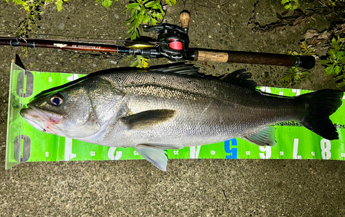 シーバスの釣果