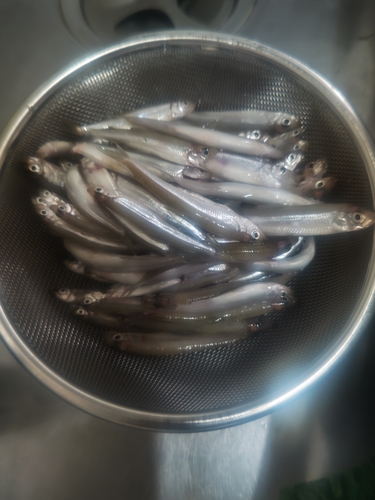 ワカサギの釣果