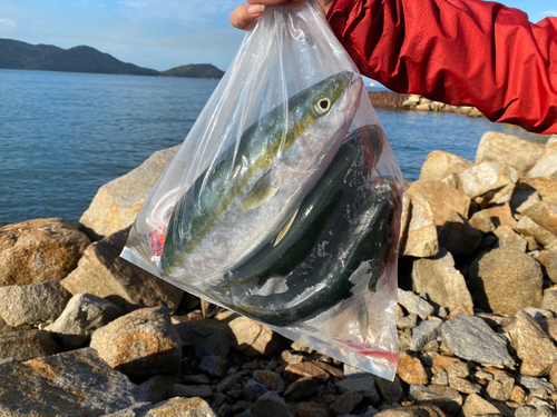 ハマチの釣果