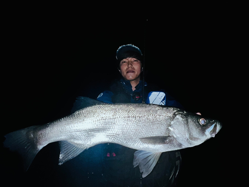 ヒラスズキの釣果