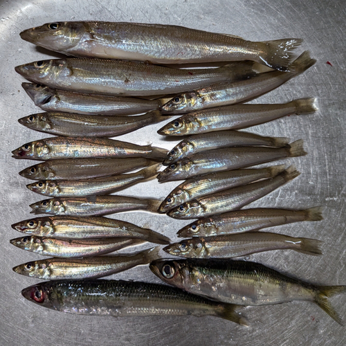 ウルメイワシの釣果