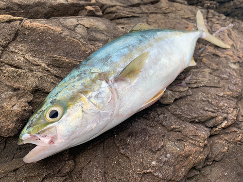 ツバスの釣果