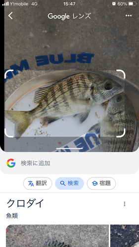 クロダイの釣果