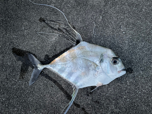 イトヒキアジの釣果