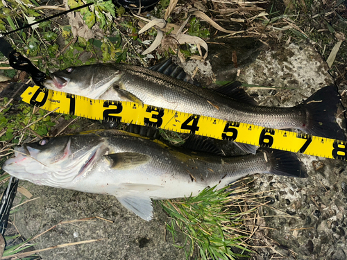 シーバスの釣果