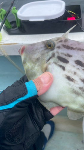 カワハギの釣果