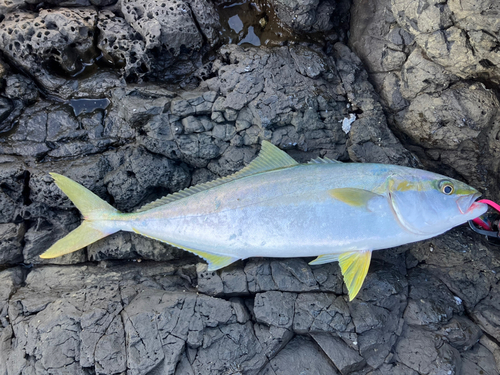 ヒラマサの釣果