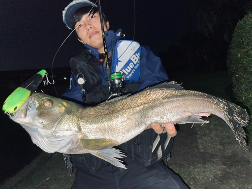 スズキの釣果