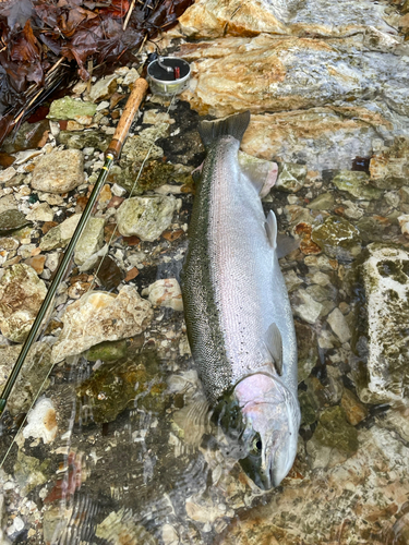 ニジマスの釣果