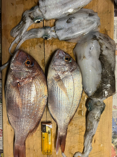 マダイの釣果