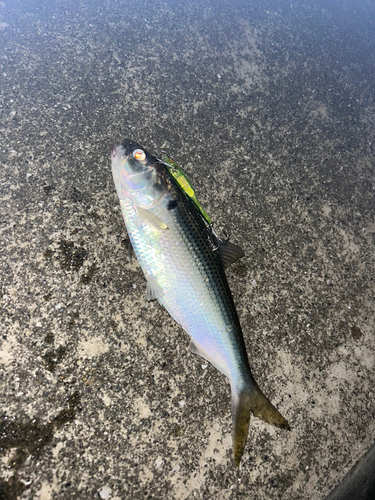 コノシロの釣果