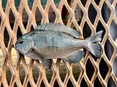 メジナの釣果