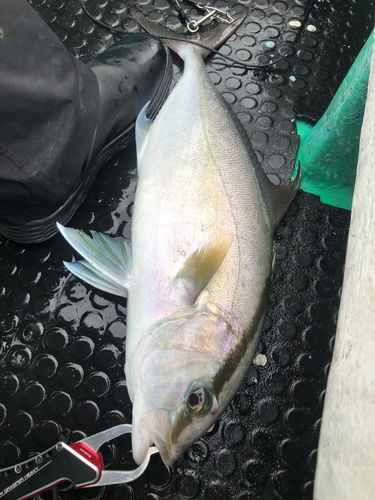 ヒレナガカンパチの釣果