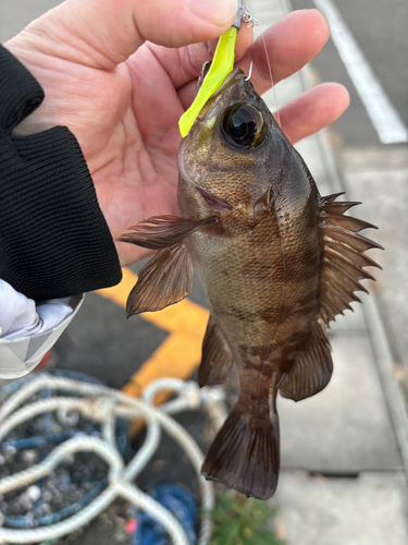 メバルの釣果