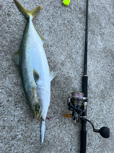 ハマチの釣果