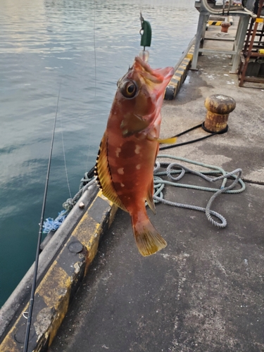 キジハタの釣果