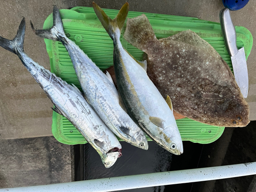 ヒラメの釣果