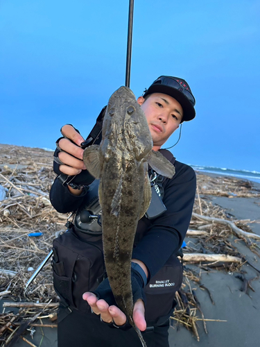 マゴチの釣果