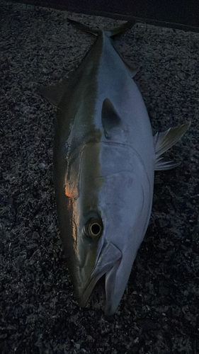 ブリの釣果