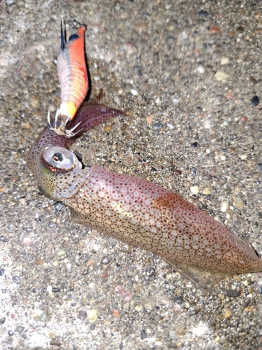 マメイカの釣果