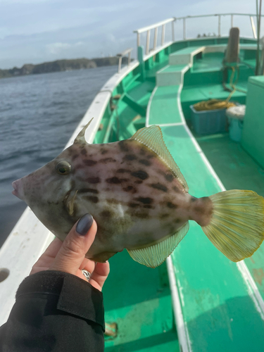 カワハギの釣果