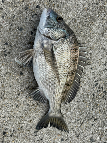 クロダイの釣果