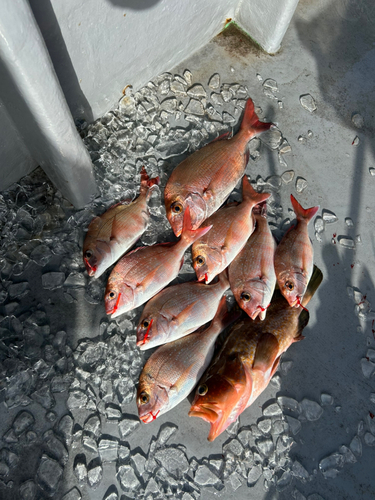 マダイの釣果