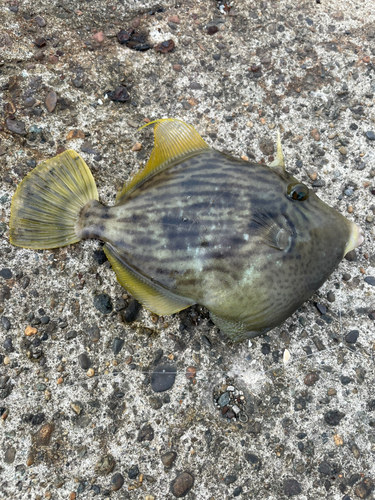 カワハギの釣果