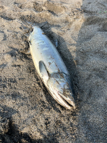 アキアジの釣果