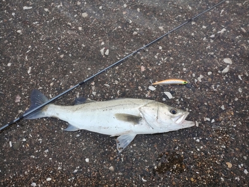 スズキの釣果